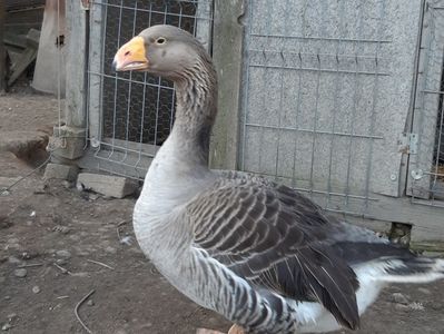 Grey Tula goose