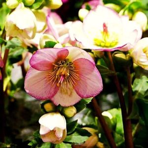 Spanz Ice N’ Roses CARLOTTA; este o varianta imbunatatita a spanzului Ice N Roses Picotee, o frumusete cu flori alb-unt si chenar roscat, cu inflorire timpurie chiar de la sfarsitul lunii ianuarie(pana-n mai), o tufa densa si vig
