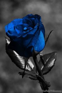 Roses Blue