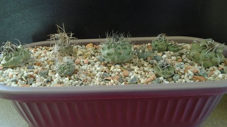 Grup de 7 Turbinicarpus; T. graminispinus
T. klinkerianus
T. schwarzii v. rubriflorus
T. pachystele
T. macrochele v. screvispinum 
T. macrochele v. kupcakii                  
T. viereckii
