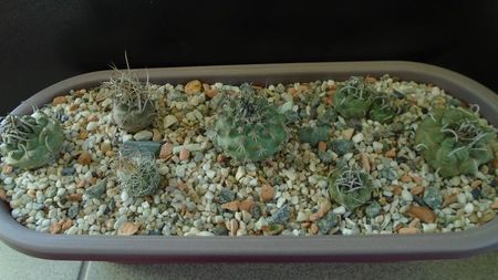 Grup de 7 Turbinicarpus; T. graminispinus
T. klinkerianus
T. schwarzii v. rubriflorus
T. pachystele
T. macrochele v. screvispinum 
T. macrochele v. kupcakii                  
T. viereckii
