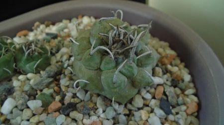 Turbinicarpus macrochele v. screvispinum