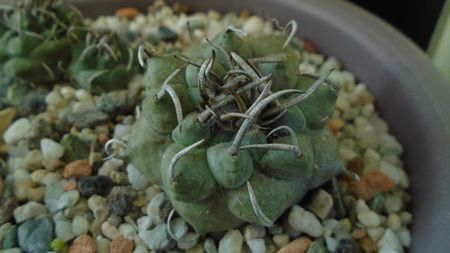 Turbinicarpus macrochele v. screvispinum