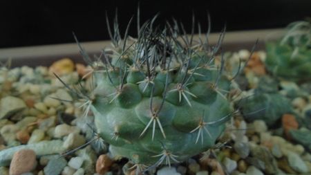 Turbinicarpus viereckii