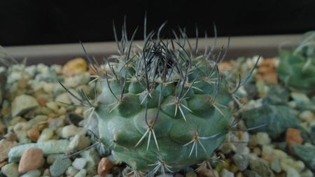 Turbinicarpus viereckii