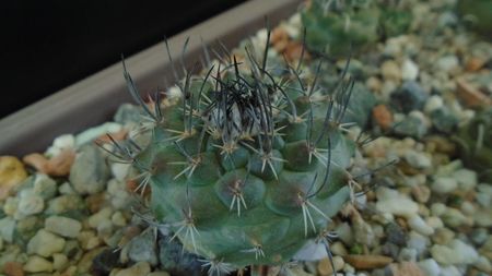 Turbinicarpus viereckii