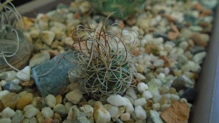 Turbinicarpus graminispinus