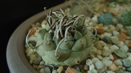 Turbinicarpus schwarzii v. rubriflorus