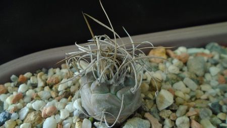 Turbinicarpus macrochele v. kupcakii