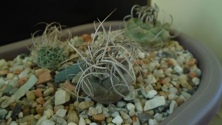 Turbinicarpus macrochele v. kupcakii