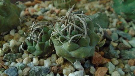 Turbinicarpus pachystele