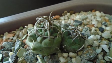 Turbinicarpus pachystele