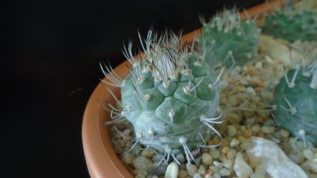 Turbinicarpus hibrid 1