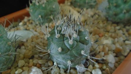 Turbinicarpus hibrid 2