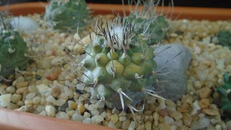 Turbinicarpus hibrid 3 variegat