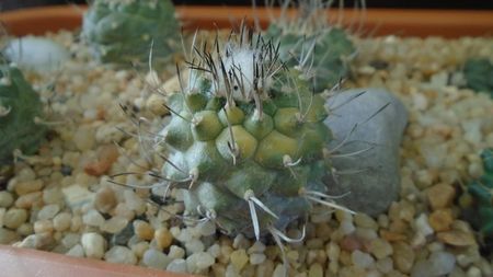 Turbinicarpus hibrid 3 variegat