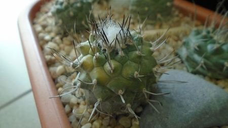 Turbinicarpus hibrid 3 variegat