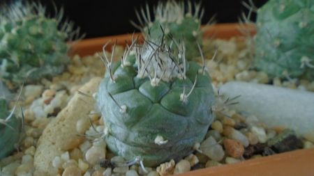 Turbinicarpus hibrid 4