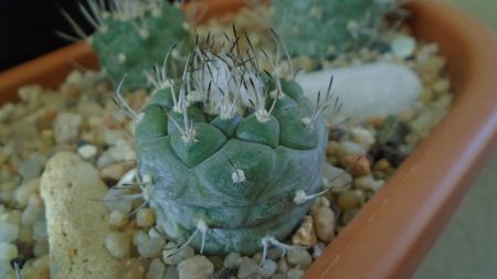 Turbinicarpus hibrid 4