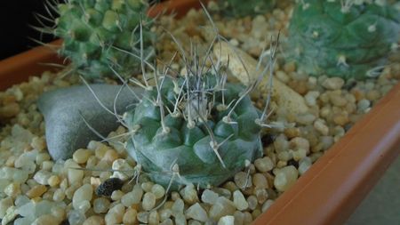 Turbinicarpus hibrid 5