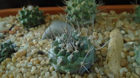 Turbinicarpus hibrid 5