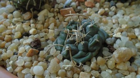 Turbinicarpus bonatzii