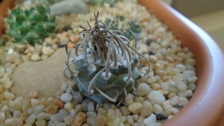 Turbinicarpus klinkerianus