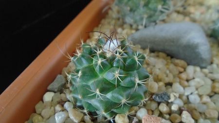 Turbinicarpus laui