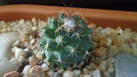 Turbinicarpus laui