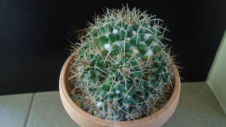 Mammillaria compressa