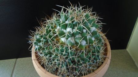 Mammillaria compressa