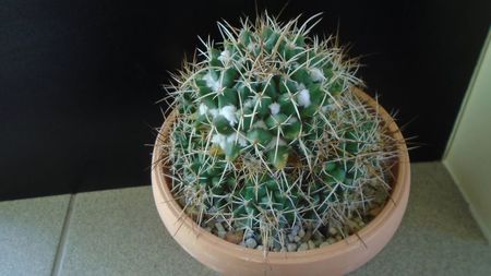 Mammillaria compressa