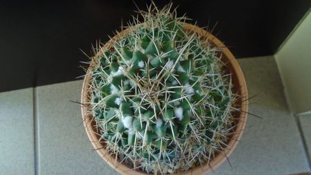 Mammillaria compressa