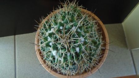 Mammillaria compressa