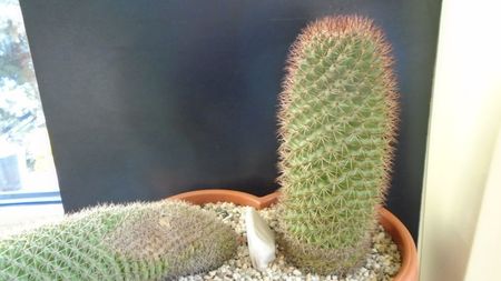 Mammillaria backebergiana