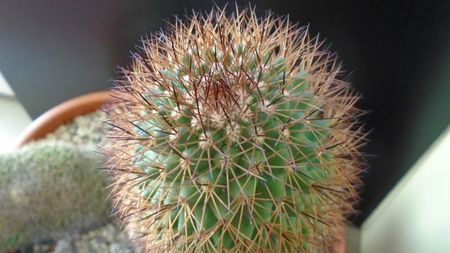 Mammillaria backebergiana