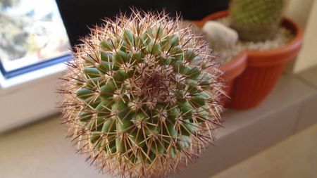 Mammillaria backebergiana