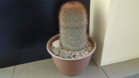 Mammillaria spinosissima f. rubrispina