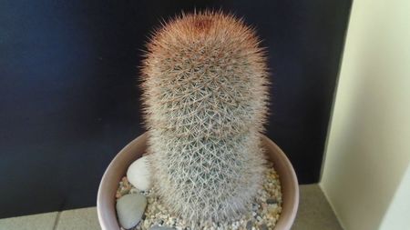 Mammillaria spinosissima f. rubrispina