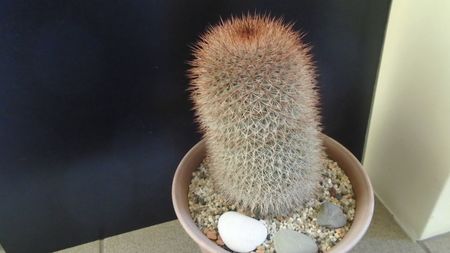 Mammillaria spinosissima f. rubrispina