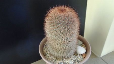 Mammillaria spinosissima f. rubrispina