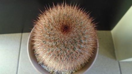 Mammillaria spinosissima f. rubrispina