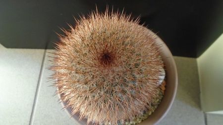 Mammillaria spinosissima f. rubrispina