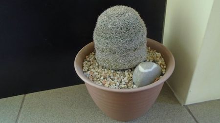 Mammillaria perbella