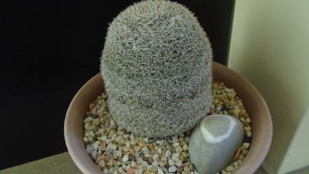 Mammillaria perbella