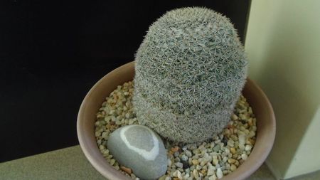 Mammillaria perbella