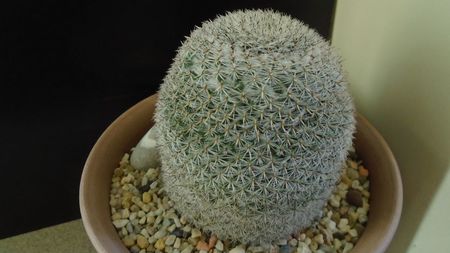 Mammillaria perbella