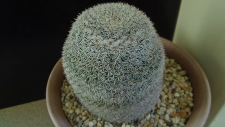 Mammillaria perbella