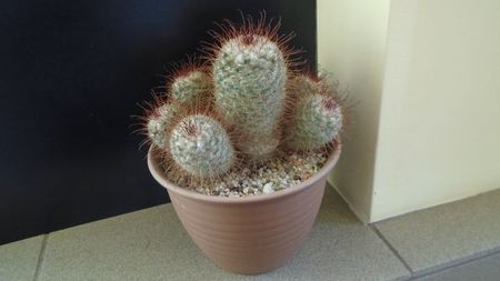 Mammillaria bombycina