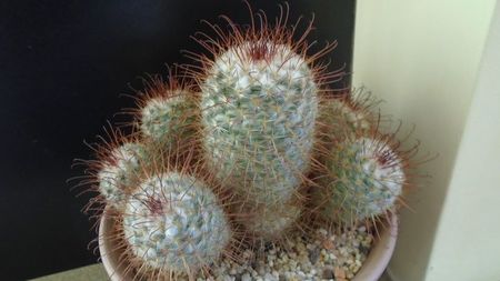 Mammillaria bombycina